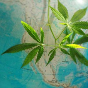 Cannabis over the World - Getty Images