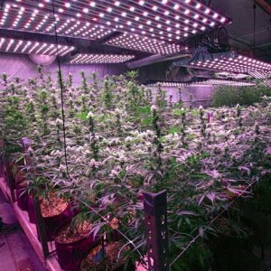 Indoor Grow - Eric Engman