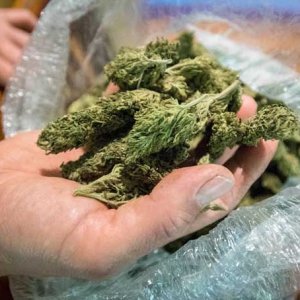 Handful of Bud3 - Getty Images