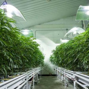 Warehouse Grow - Andrew Angerer