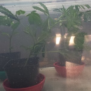 Clones first morning