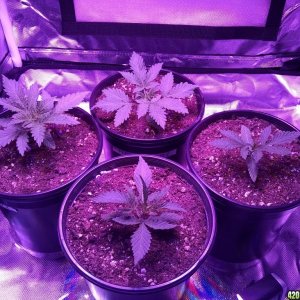 In Search of Mother (Grow Journal)