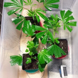 Clones day 2