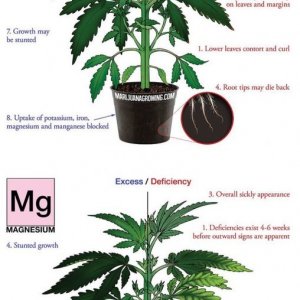 cal mag deficiency