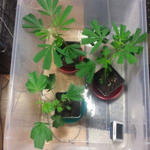 clones day 3