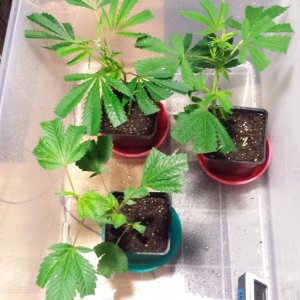 clones day 4