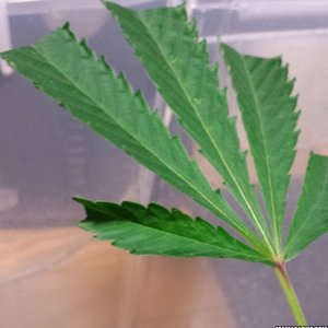 clones day leaf curl