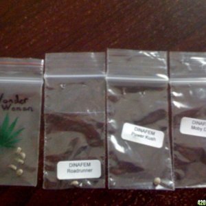 Feminized seeds for mother plants