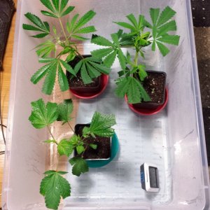 Clones day 5