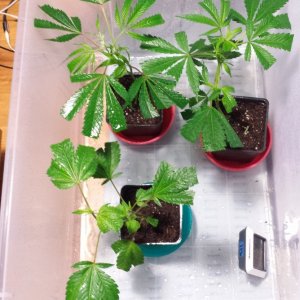 Clones day 6