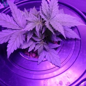 Northen light auto dwc