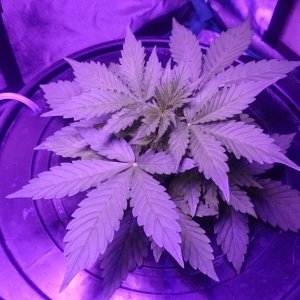 Northen light auto dwc