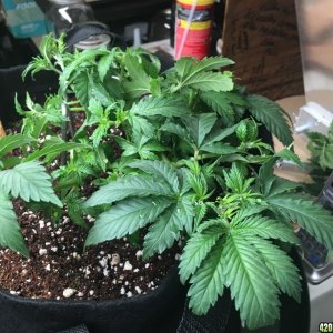 Sour D and GSC Clones