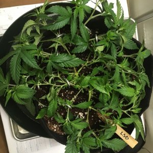 Sour D and GSC Clones