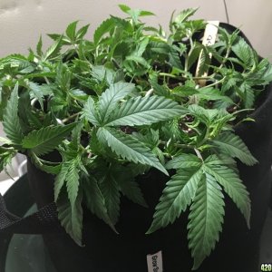 Sour D and GSC Clones