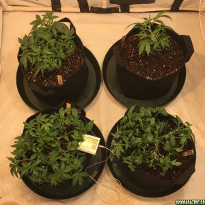 Sour D and GSC Clones