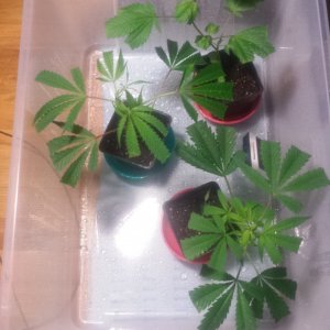 Clones day 8