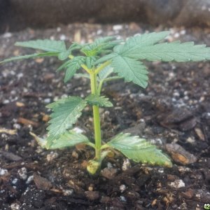 AK 7 day 23