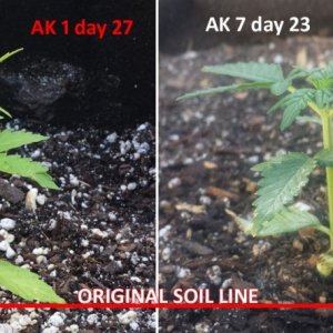 Compare AK to AK