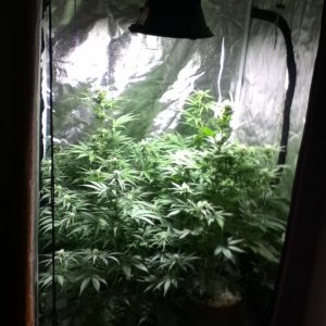 My White Widow Auto Flower Grow at 39 days from seed