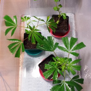 Clones day 10