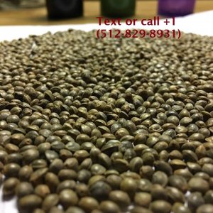 buy mj seed online