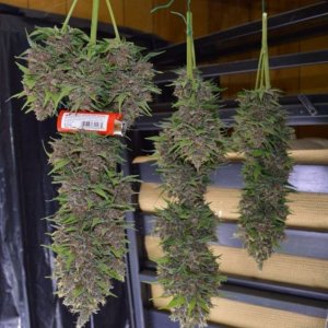 Buy Marijuana Online,Buy Weed Online,Buy Cannabis Online,Medical Marijuana.