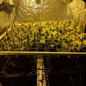 Sour Jack - week 8