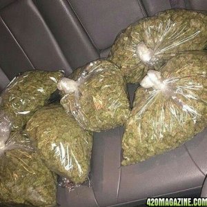 Buy Organic Sativa and Indica ??Afghan kush,?? AK47??Grand daddy??Blueberry