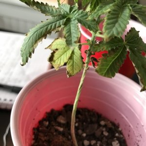 what is the problem with these two? Beginner Grower