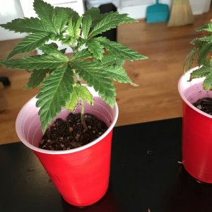 what is the problem with these two? Beginner Grower