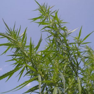 CBD cannabisseeds - industrial hempseeds and medical cannabisseeds