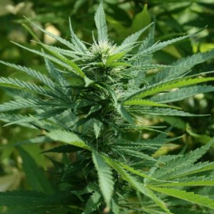 CBD cannabisseeds - industrial hempseeds and medical cannabisseeds