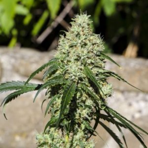 CBD cannabisseeds - industrial hempseeds and medical cannabisseeds