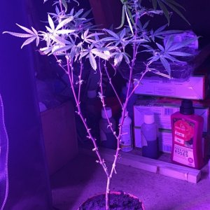 Super Iced Grape Fruit Clone in Flowering