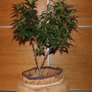 White Grape Fruit - Topped - Ve-Vegged - House Plant