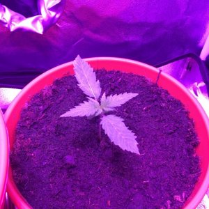 Super Iced Grape Fruit Clone - from seed