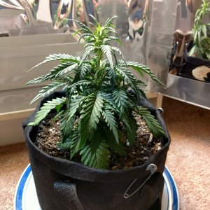 First Grow