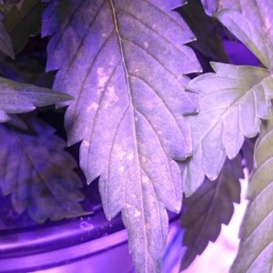 Northen light auto dwc spots