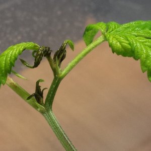 Gold Leaf clone day 16