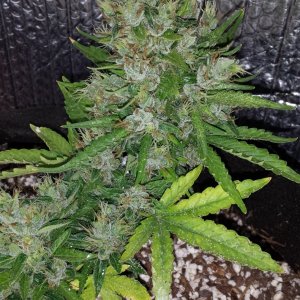 AK 4 day 71