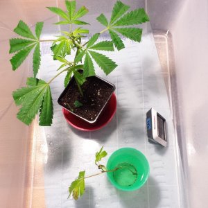 Clones day 18