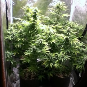 White Widow Auto Grow At 49 days From Seed