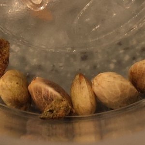 Mystery seeds