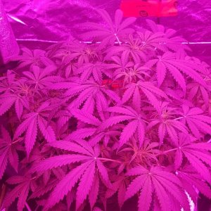 OG Kush strain - 39 days old -  2nd week of flowering - LEDs