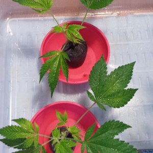 Clones day 1 Gold Leaf