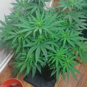 Medical Mass strain 43 days old - starting 3rd week of flowering