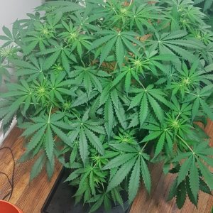 OG Kush strain - 43 days old -  starting 3rd week of flowering - LEDs