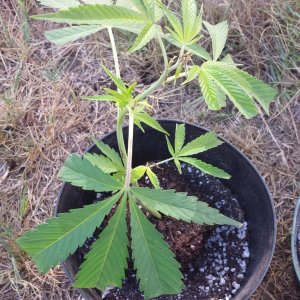 AK-47 clone ready to plant