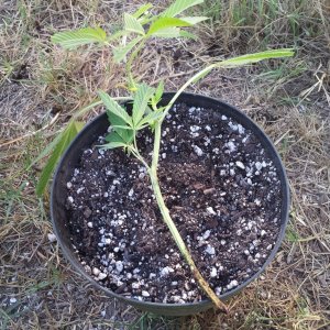 AK-47 clone roots gone!